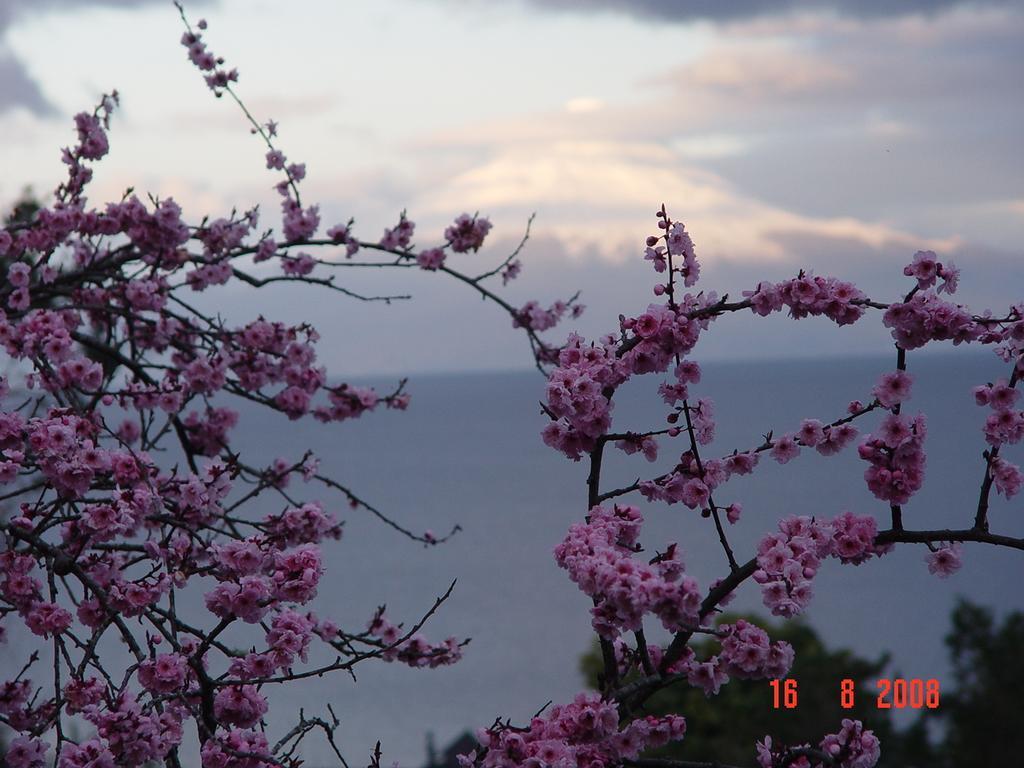 Cabanas El Bosque Patagonico Frutillar Pokoj fotografie